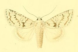 Aporophyla canescens