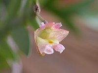 Dendrobium terminale