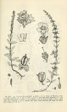 Aquatic and wetland plants of southwestern United States (1972) (19563263078).jpg