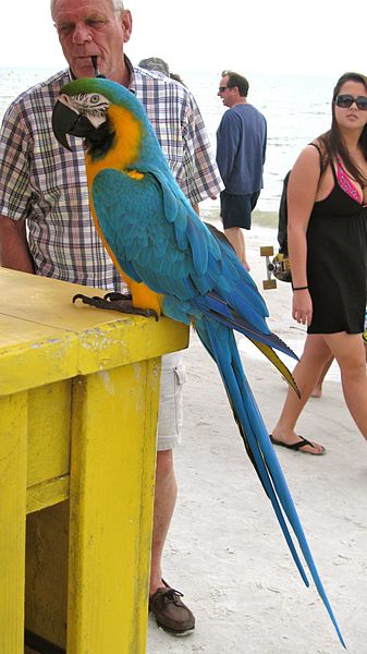 File:Ara ararauna -parrot perching on table -Fort Myers Beach-8a.jpg