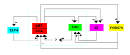 Figure shows the TTFL of plants (Arabidopsis). This shows how the different regulators function and how this still qualifies to be a TTFL because of the feedback loops that occur. Arabidopsis thaliana circadian.PNG