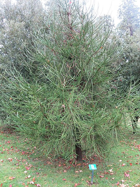 File:Arboretum de Bagnoles - Cryptomeria japonica 'araucarioides'.jpg