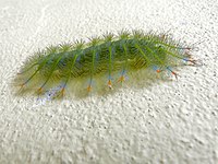 Archduke Caterpillar (Lexias pardalis) (8085630188).jpg