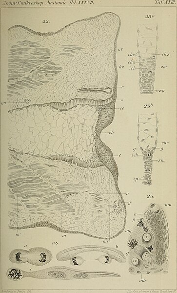 File:Archiv für mikroskopische Anatomie (1891) (20145258750).jpg