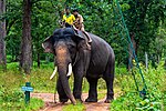Thumbnail for Arjuna (elephant)