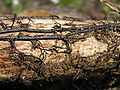 f.fung.14. Armillariella mellea, Opieńka miodowa, rhizomorph with Picea abies root system, ryzomorfy na korzeniu świerka, Białowieża forest, Poland, 04.2006