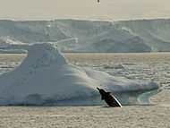 Arnoux's beaked whale breaching in Antarctica