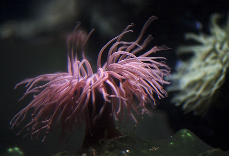 File:Artis Sea anemone (8747148035).jpg