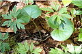 Haselwurz (Asarum europaeum) Aristolochiaceae