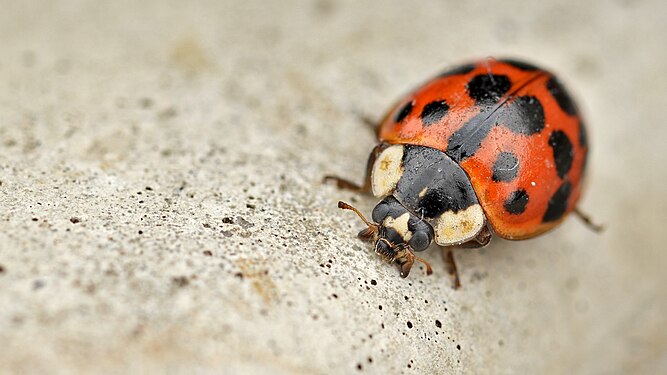 Lady Beetle (Coccinellidae)