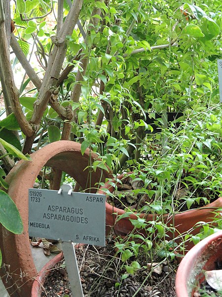Tập_tin:Asparagus_asparagoides_-_Copenhagen_Botanical_Garden_-_DSC08018.JPG