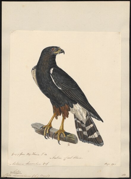 File:Astur leucorrhous - 1824-1839 - Print - Iconographia Zoologica - Special Collections University of Amsterdam - UBA01 IZ18300047.tif