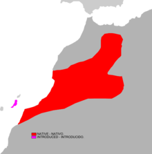 Atlantoxerus getulus -alueen kartta.png