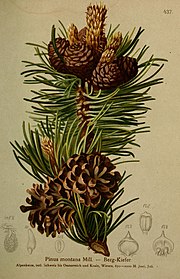 pinus montana mill. ( Pinus mugo )