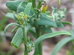 Description de l'image Atriplex littoralis bluete.jpeg.