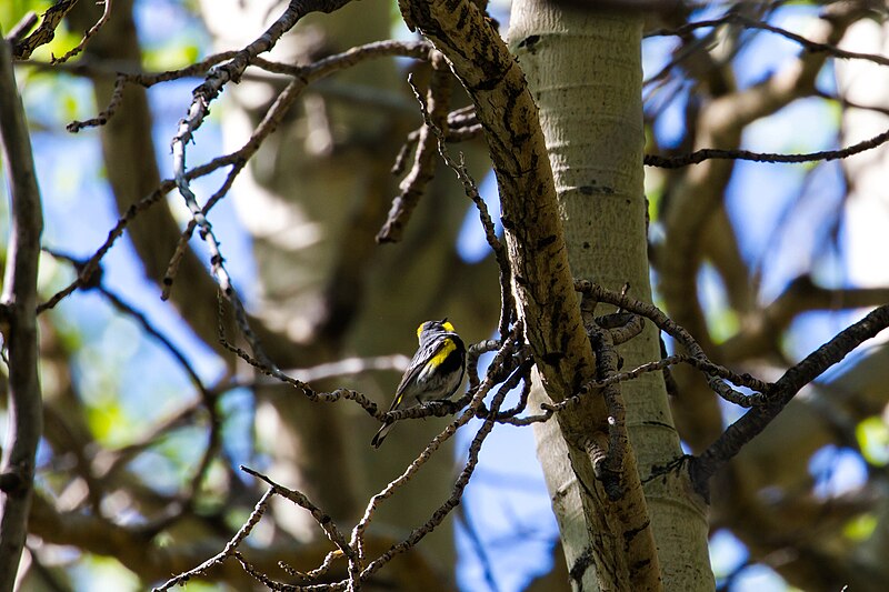 File:Audubon's warbler (48114558268).jpg