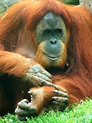 Audubon Zoo, New Orleans April 2024 - Orangutan.jpg