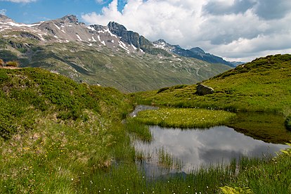 und im Sommer mit Scheuch­zers Woll­gras bewachsen