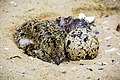 * Nomination Oystercatcher, egg hatching and juvenile --Ssprmannheim 13:10, 29 July 2021 (UTC) * Promotion  Support Good quality.--Horst J. Meuter 14:17, 29 July 2021 (UTC)