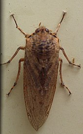 نمونه استرالیایی موزه cicada 12.JPG