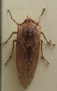 Tettigarctidae family of insects