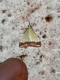 <i>Autocharis hedyphaes</i> Species of moth