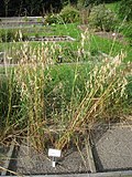 Thumbnail for File:Avena nuda - Oslo botanical garden - IMG 8897.jpg