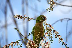Aztec Parakeet (Aratinga astec) -Guatemala-8.jpg