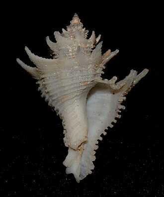 An apertural view of a shell of Babelomurex japonicus (Dunker, 1882), 25.9 mm, taken at 80 fathoms in tangle nets off Panglao, Bohol Island in the Philippines. Babelomurex japonicus.jpg