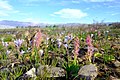 Satyrium erectum South Africa