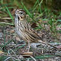 Backyard Birds - Lincoln Sparrow (50638952808).jpg