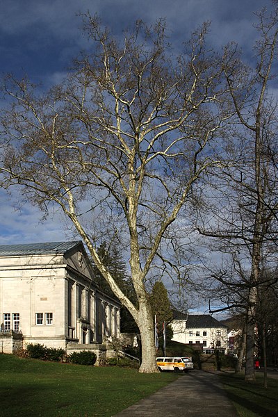 File:Baden-Baden-Kunsthalle-06-Platane-Deportation Class-2014-gje.jpg