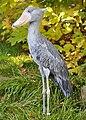 Shoebill (Balaeniceps rex)