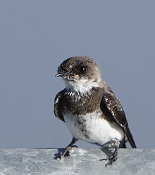 Bank swallow Bank Swallow (Riparia riparia).jpg