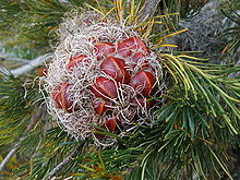 Sebuah bola massa yang tercakup dalam abu-abu meringkuk bunga bahan dengan beberapa besar merah polong yang tertanam di dalamnya