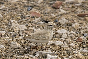 Bar-tailed lark Ammomanes cinctura