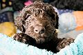 Barbet Puppy by Stacy Able Photography.jpg