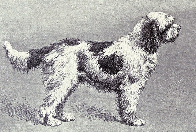 Bo (dog) - Wikipedia