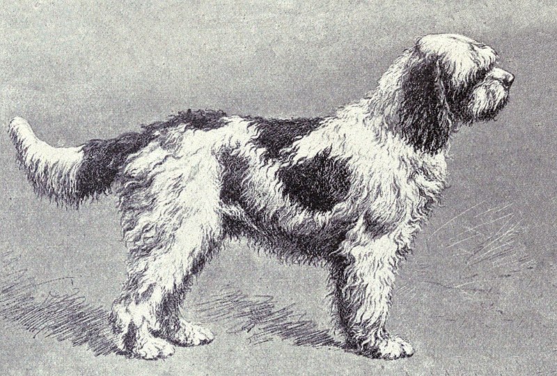 Portuguese Water Dog - Wikipedia