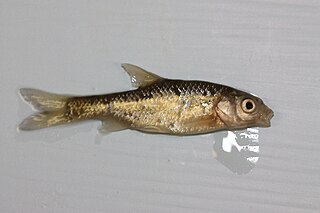 <span class="mw-page-title-main">Chubbyhead barb</span> Species of fish