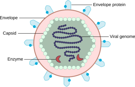 File:Basic Scheme of Virus en.svg