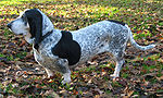 Vorschaubild für Basset bleu de Gascogne