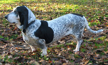 Basset Bleu de Gascogne