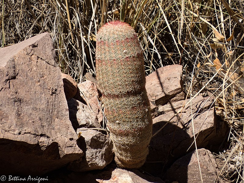 File:Beehive Cactus Leslie Canyon NWR Douglas AZ 2017-11-24 12-55-55 (38363643094).jpg