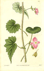 Vignette pour Begonia gracilis