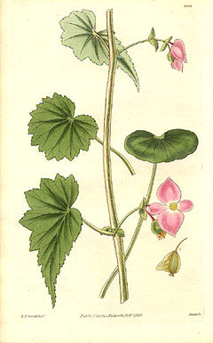 Description de l'image Begoniaceae - Begonia gracilis.jpg.