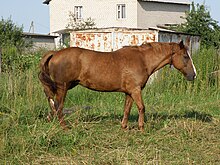 Белорусская сбруя Horse.jpg