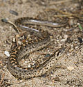 Vorschaubild für Westliche Sandboa