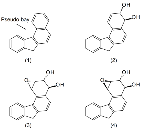 Metabolism of benzo[c]fluorene Benzocfluorene metabolism.png
