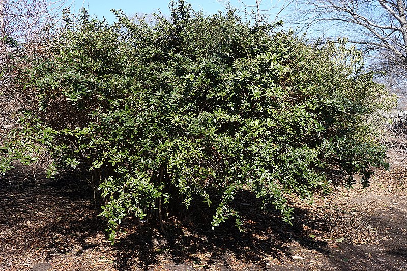 File:Berberis julianae (Wintergreen Barberry) (33208964902).jpg